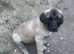 Turkish Kangal Turkish Malak