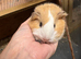 3 week old males x3