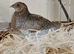 Set of 4 quail looking for home .