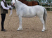 Registered Welsh Section A Mare