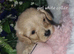 Cavapoochon