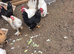 Pekin bantams