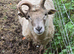 Hebridean cross tup