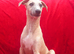 Two top quality KC registered fawn male pups available.