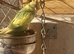 Budgies for sale