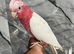 Friendly Baby HandReared Super Tame Cuddly Lutino Galah Cockatoo Parrot,15