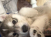 Husky mixed puppies from family home