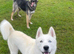 Shepsky Pups