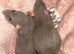 2 female dumbo rats