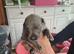 Health tested parents whippet puppies