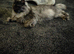 Silver Smoke Mainecoon