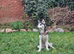 female husky puppy 12months