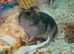 Hammy The Hamster
