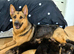 Beautiful Straight Backed German Shepherds