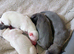 REDEVELYN WHIPPET'S, KC REG NR GLOUCESTER.