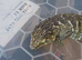 CB23 Male Leachianus Gecko (Bayonnaise)
