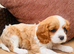 Kc LITTER OF 4 DNA CLEAR CAVALIER PUPPYS