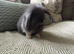 Mini lion lop