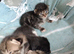 Beautiful male kittens