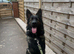 9 month GSD for rehome