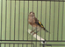 26 gray male goldfinch