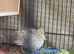 Lovely very young Coturnix Quail Chicks - one male and 2 hens sold as a TRIO &pound;24 (they are smaller size