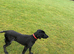 1 year old German shorthaired pointer