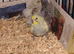 Beautiful Baby Budgies