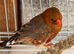Zebra Finches