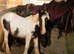 Yearling filly tri coloured cob