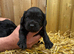 Cockalier puppies