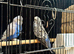 2 Proven Breeding Pair of Budgies