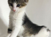 9week kittens ready for a forever home.
