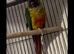 Nico the 6 month old conure