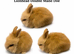Dm lionhead Doe