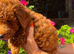 ️Deep Red Toy Poodle