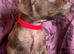 Patterdale Terrier puppies