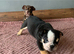 NEXT-LEVEL BRITISH BULLDOGS – ROYAL BLOODLINES & UNREAL LOOKS