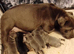 KC blue Staffordshire Bull Terrier Puppies