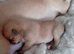 3 days old beautiful chuiahuia puppies