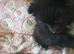 Pomeranian puppies ready 26th Aug taking deposits now