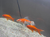 Free large goldfish