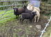 Tups for sale