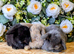 Mini lop babies