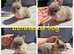 5 beautiful lionheads available for reserve