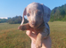 KC Dapple Miniature Dachshund Girl
