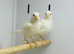 Canaries