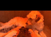 READY TO LEAVE NOW labradoodle puppies