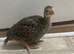 Young Guinea fowl