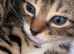 Beautiful Bengal x kittens